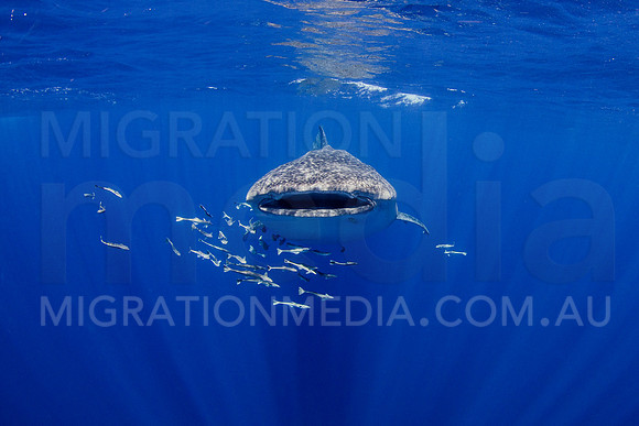 Large Whaleshark with Remoras Front-On