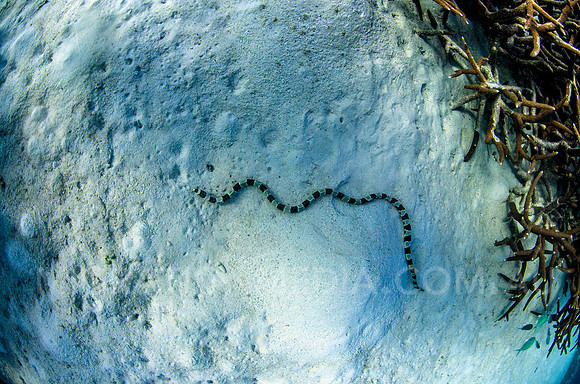 Banded Snake Eel from Above