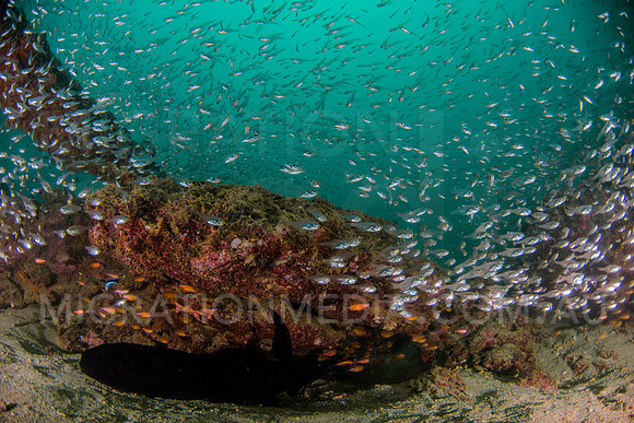 Sailfin Catfish with Glassfish
