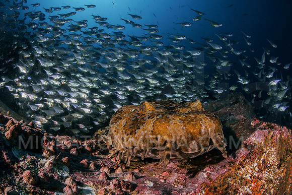 Wobbegong Surrounded by Fish