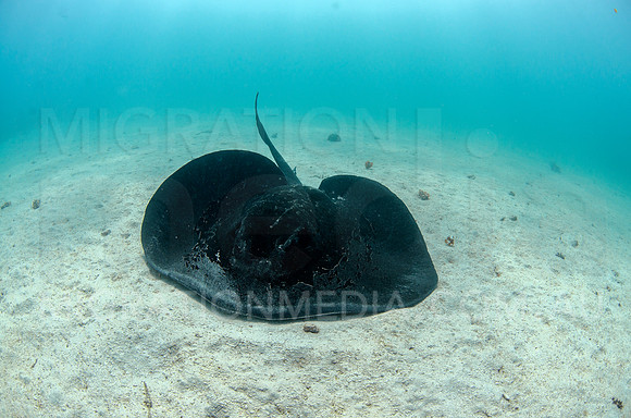 Bull Ray Moving Away