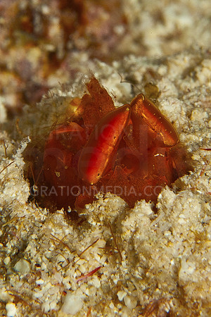 Golden Mantis Shrimp