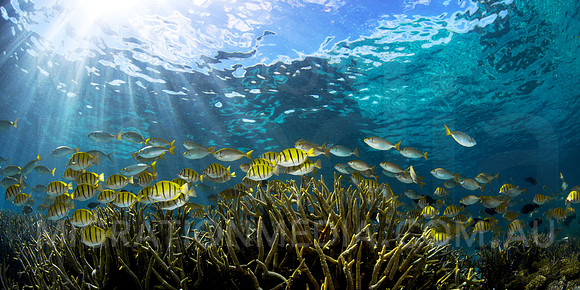 Convict Surgeonfish School