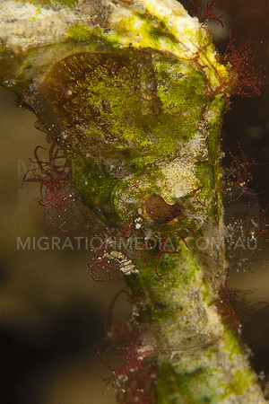 Halimeda Ghost Pipefish Eye