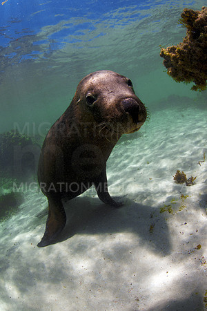 Australian Sea Lion Bull Cute