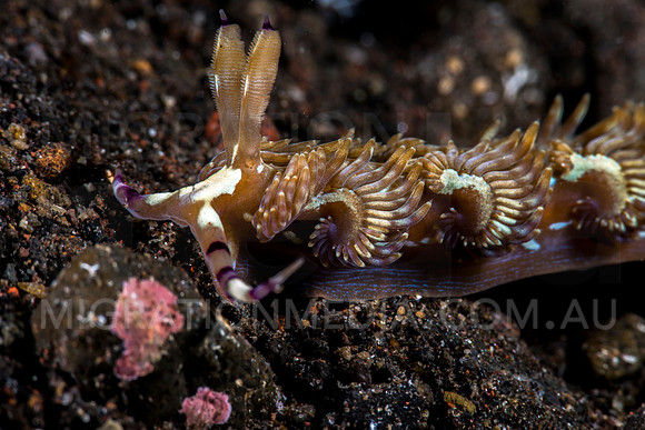 Dragon Nudibranch