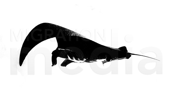 Black and White Manta