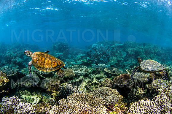 Two Green Turtles on Reef