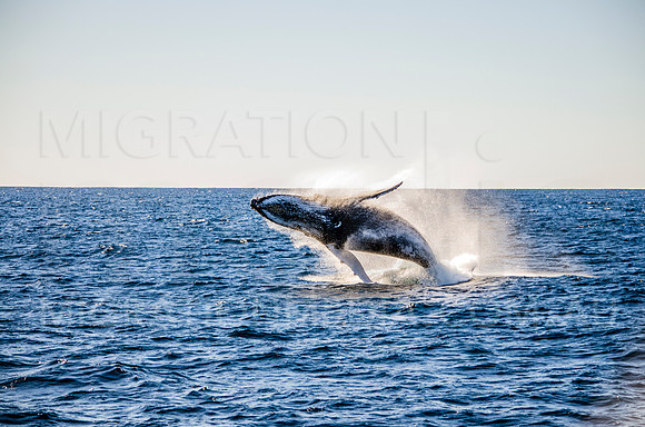 Backlite Humpback Whale Breach