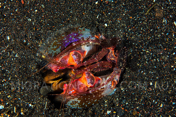 Lisa's Mantis Shrimp (4)