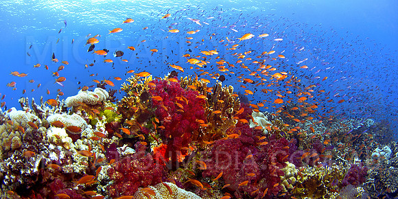 Soft Corals & Anthias