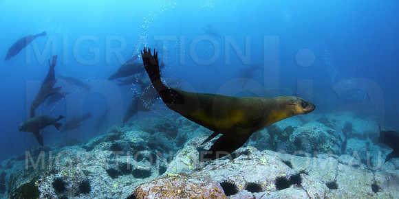 Australian Fur Seals Plenty