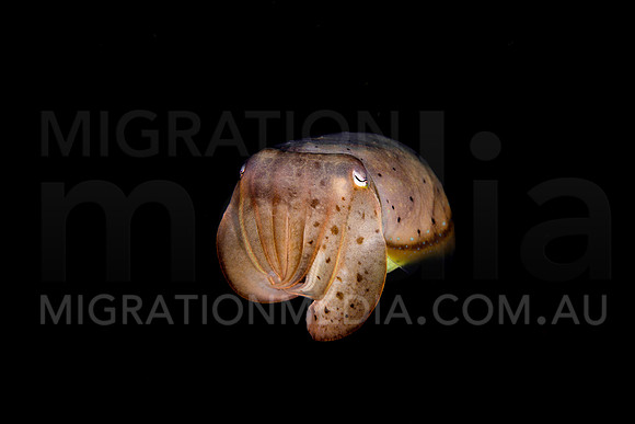 Cuttlefish Black Background