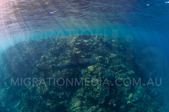 Tiger Shark and Reef