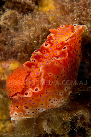 Cerastoma Nudibranch (2)