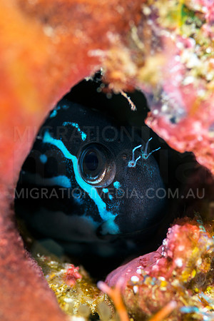 Black Comb-Tooth Blenny Eye