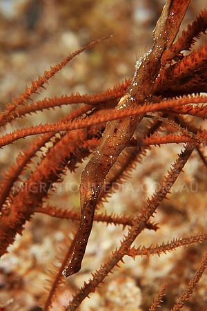 Robust Ghostpipefish Amongst Coral