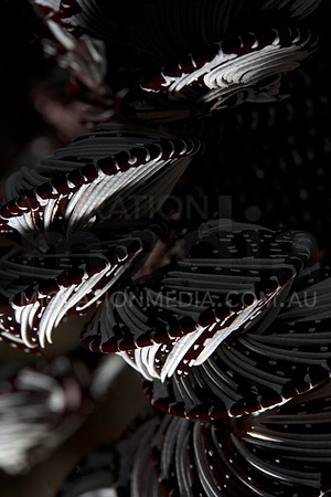 Feather Sea Star
