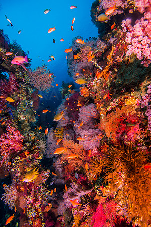 Brightly Coloured Coral on Shipwreck