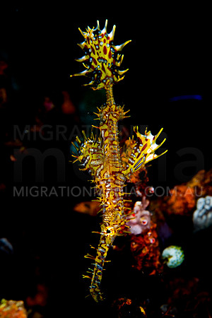 Yellow Red Ornate Ghost Pipefish