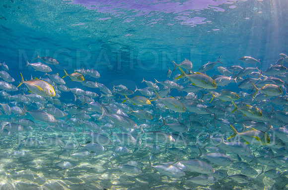 Schooling Bludger and Golden Trevally