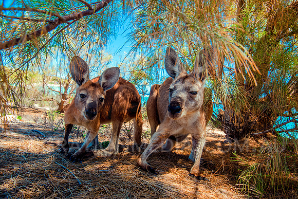 Kangaroos