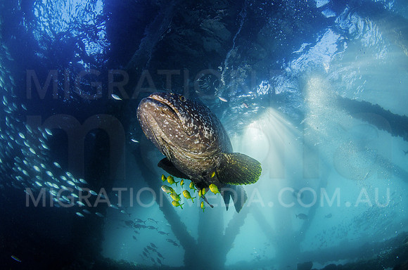 Large Queensland Grouper Under Navy Pier