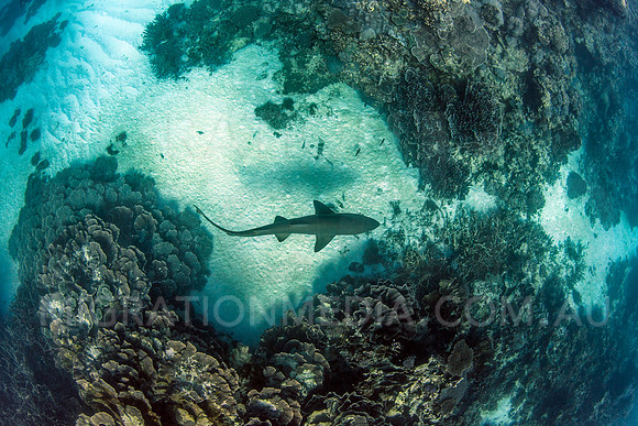 Grey Nurse Shark Reefscape