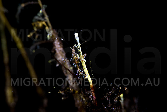 Jesus Shrimp Portrait