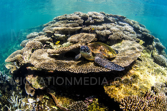 Sleepy Green Turtle on Plate Coral