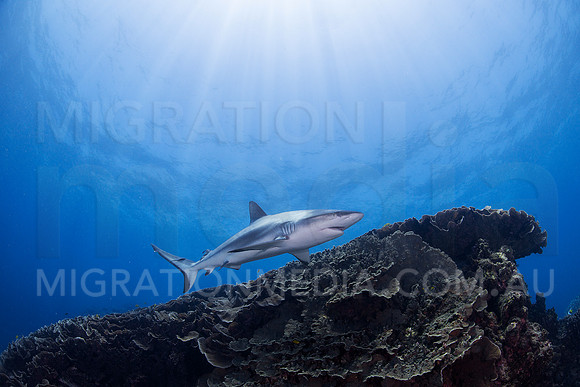 Grey Reef Shark Close