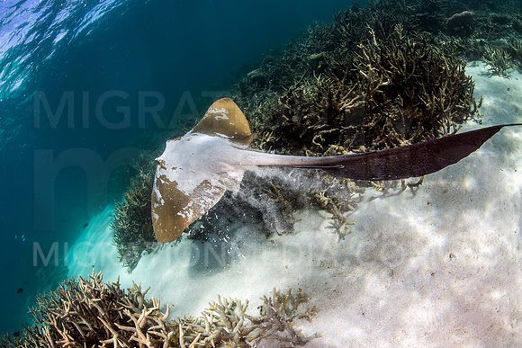 Cowtail Ray