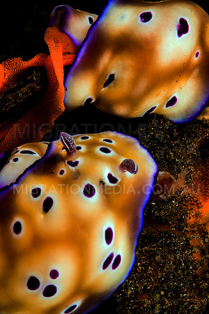 Chromodoris Nudibranchs Laying Eggs (10)