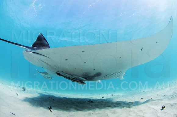 Manta Along Sand