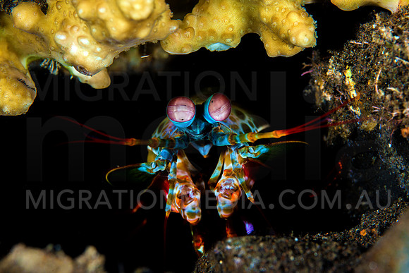 Peacock Mantis Shrimp
