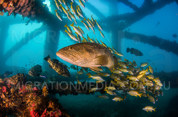 Grouper with Snapper Friends