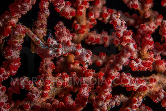 Bright Bargibanti Pygmy Seahorse