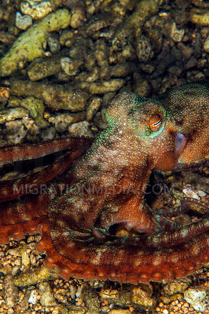 Colourful Octopus Colours