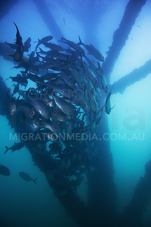 Big-Eye Trevally Tornado