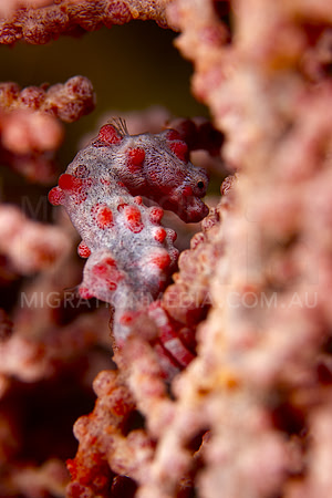 Pygmy Seahorse Away