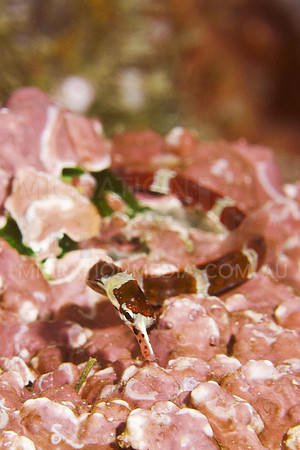 Broad Banded Pipefish (1)
