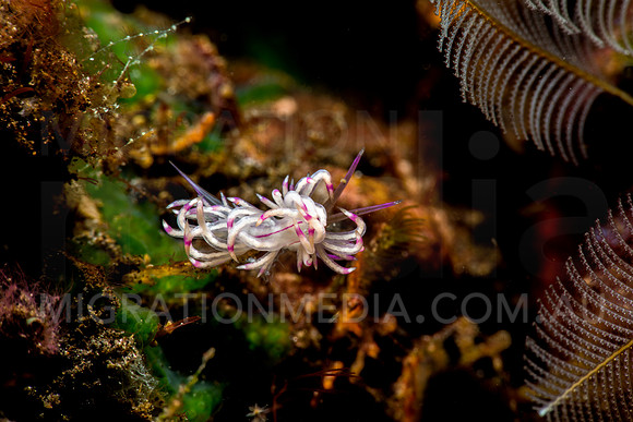 Cuthona Nudi (2)