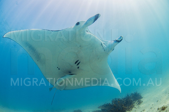 Manta Coming Close