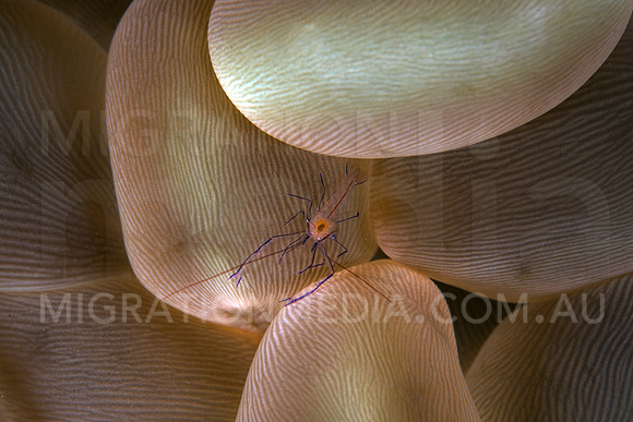 Bubble Coral Shrimp Close-Up
