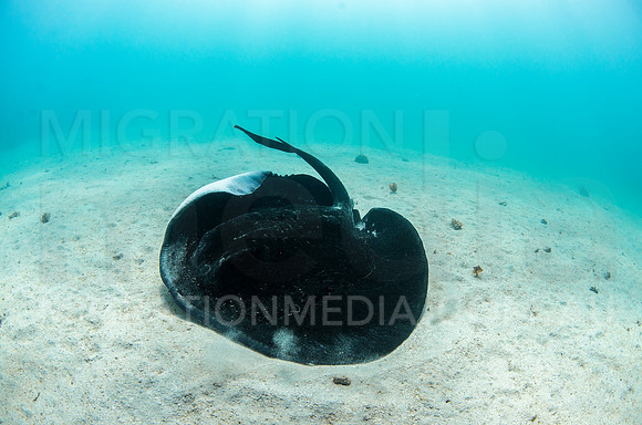 Bull Ray Turning Away
