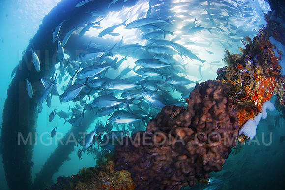 Trevally Schholing Around Jetty Pillon