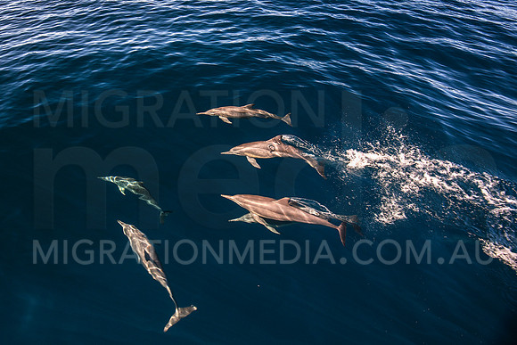 Spinner Dolphins (2)