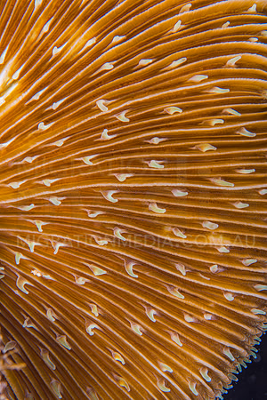 Mushroom Coral