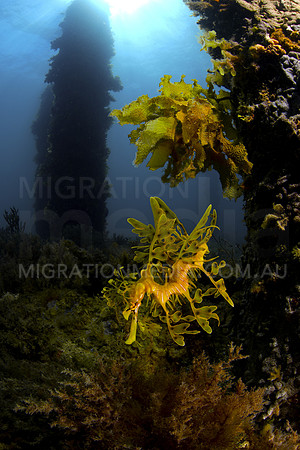 Leafy Sea Dragon Wide