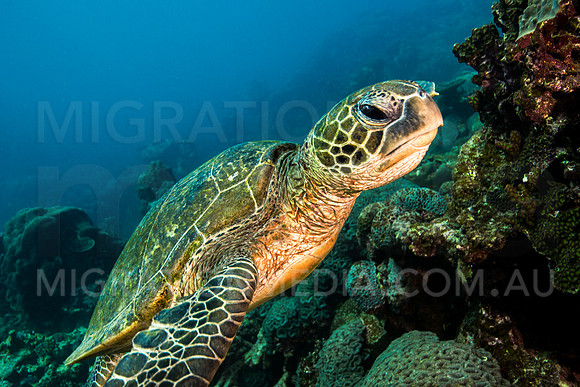 Close-Up Green Turtle